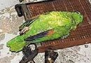 Dead parrot