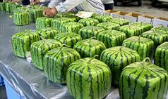 Square watermelons