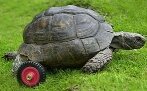 Three-legged tortoise