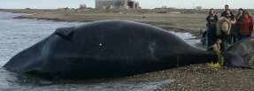 Elexa - bigger than a beached whale